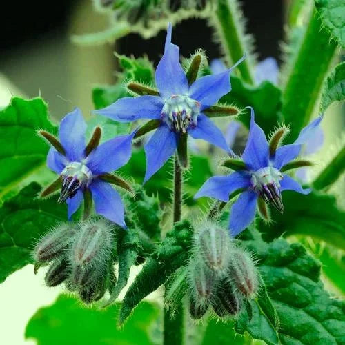 borage borago flower seeds