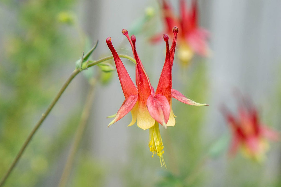 Orange Columbine Flower Seeds for Planting – Heirloom, Non-GMO, High Germination Organic Garden Seeds