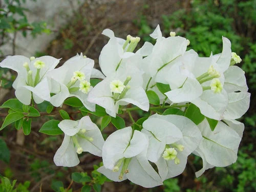 Hvide Bougainvillea Blomsterfrø til Plantning 100 stk