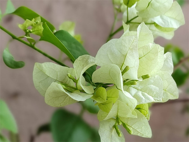 Green Bougainvillea Climbing Flower Seeds – Heirloom Non-GMO High Germination Organic Garden Vine Seeds