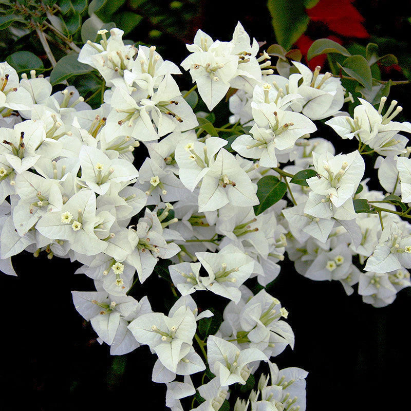 White Bougainvillea Flower Seeds for Planting – Heirloom and Non-GMO Garden Seeds