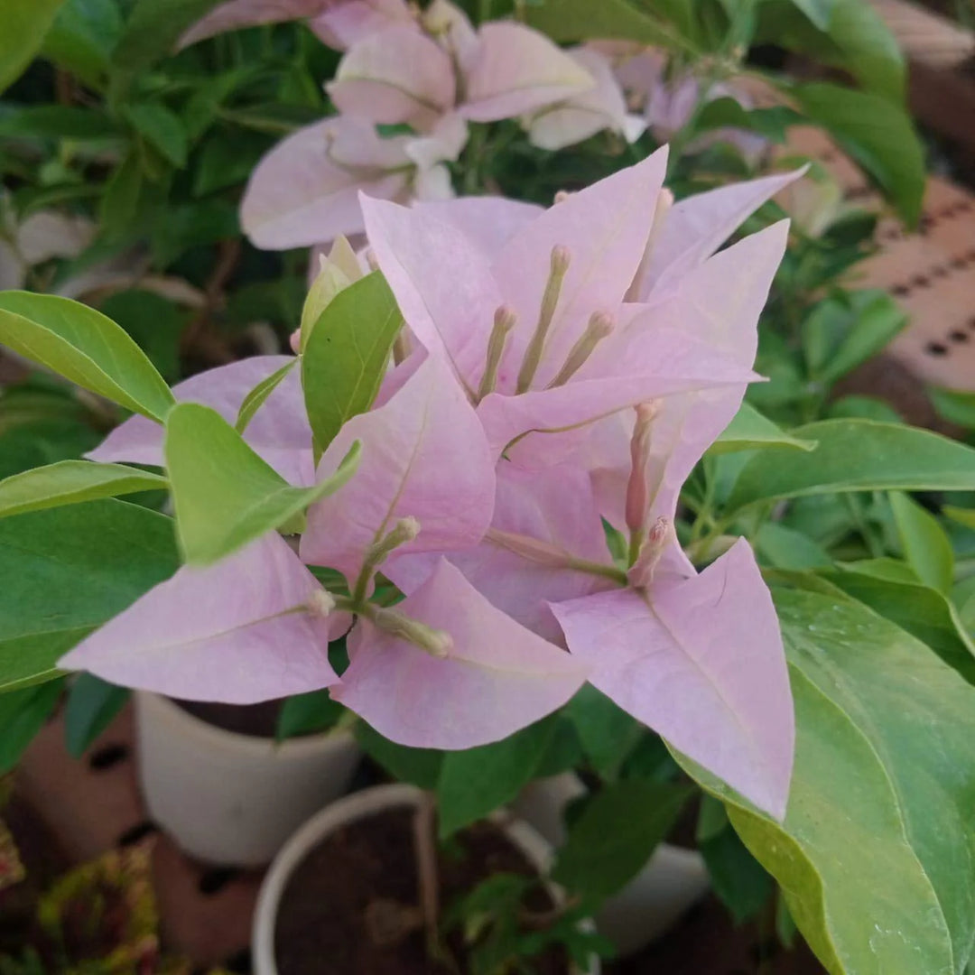 Fresh Bougainvillea Flower Seeds for Planting, Baby Pink 100 pcs