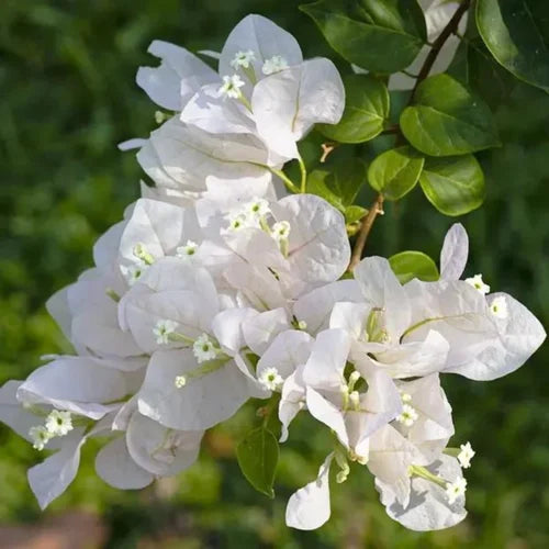 Hvide Bougainvillea Blomsterfrø til Plantning 100 stk