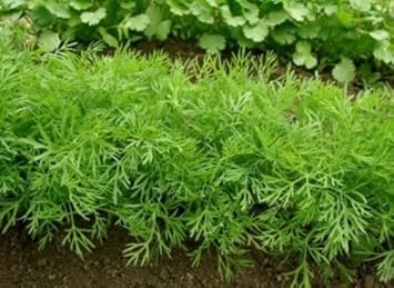 Bouquet Dill Herb Seeds for Planting