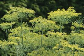 Bouquet Dill Herb Seeds for Planting