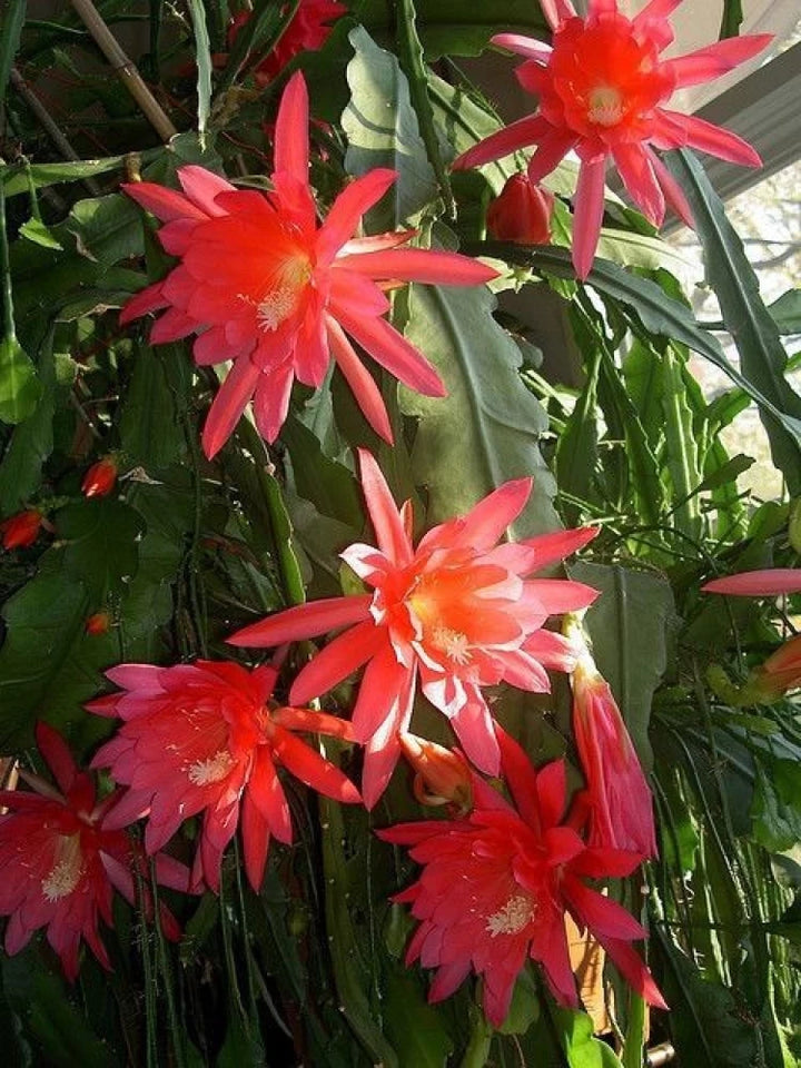 Red Epiphyllum Oxypetalum Flower Seeds for Planting – Heirloom, Non-GMO, High Germination Organic Garden Seeds