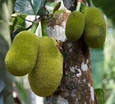 Bread Fruit Seeds for Planting | Heirloom Non-GMO Organic Garden Seeds for Nutritious, Tasty Fruits