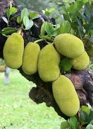 Bread Fruit Seeds for Planting | Heirloom Non-GMO Organic Garden Seeds for Nutritious, Tasty Fruits