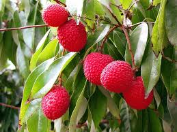 Bright Red Lychee Fruit Seeds for Planting