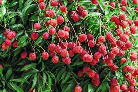 Bright Red Lychee Fruit Seeds for Planting