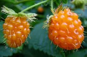 British Columbia Fruit Seeds