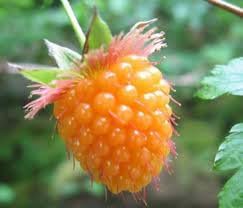 British Columbia Fruit Seeds
