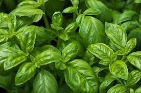 Broadleaf Basil Plant Seeds