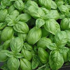 Broadleaf Basil Plant Seeds