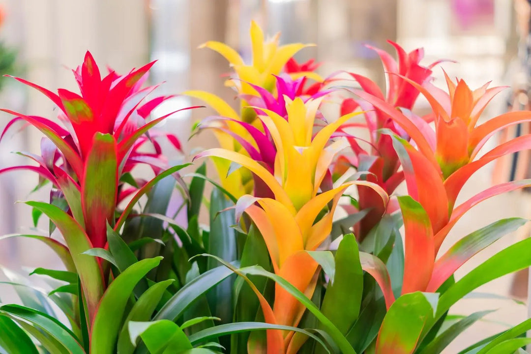 mixed bromeliad flower seeds