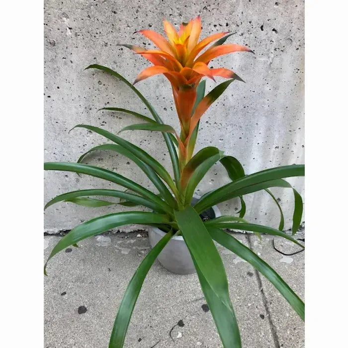 Yellow Bromeliad Plant Seeds 100 pcs