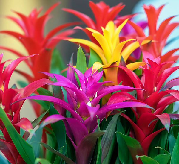 Non-GMO Mixed Bromeliad Flower Seeds for Garden Planting – Exotic Tropical Blooms