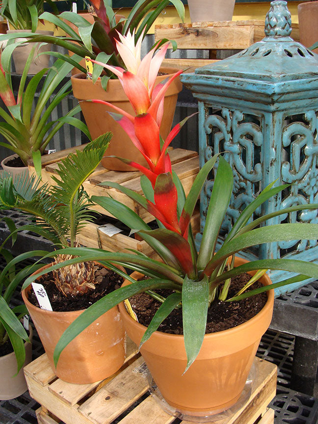 Bromeliad Tillandsia Bulbosa Orange Plant Seeds for Planting 100 pcs