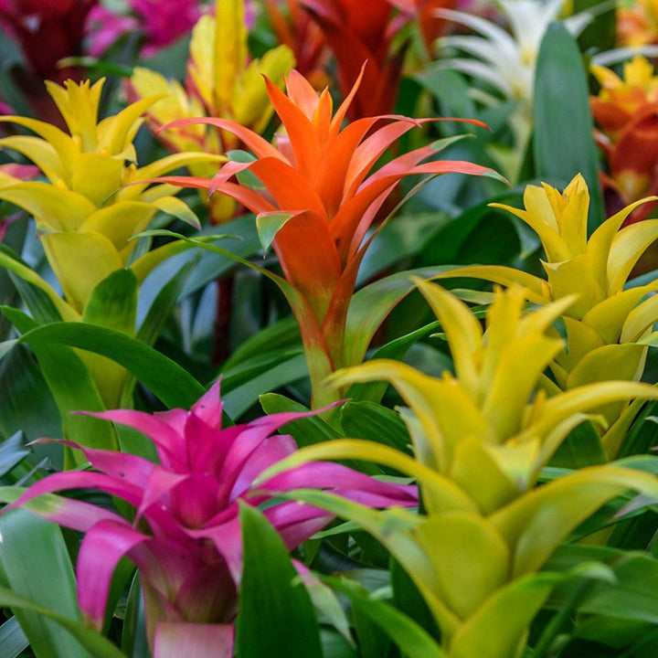 Non-GMO Mixed Bromeliad Flower Seeds for Garden Planting – Exotic Tropical Blooms