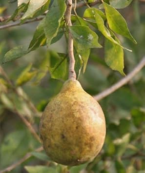 Brown Aegle Marmelos Fruit Seeds