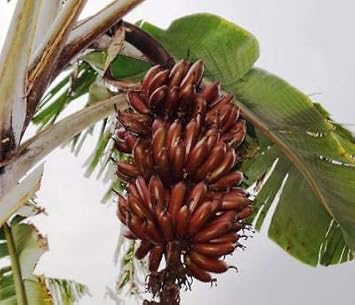 Brown Banana Fruit Seeds for Planting