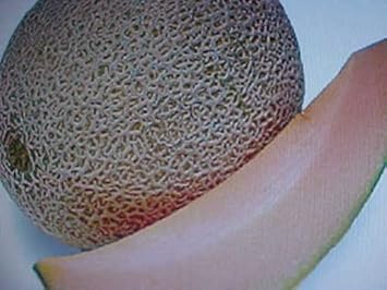 Brown Cantaloupe Melon Fruit Seeds for Planting