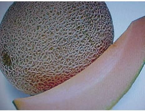 Brown Cantaloupe Melon Fruit Seeds for Planting