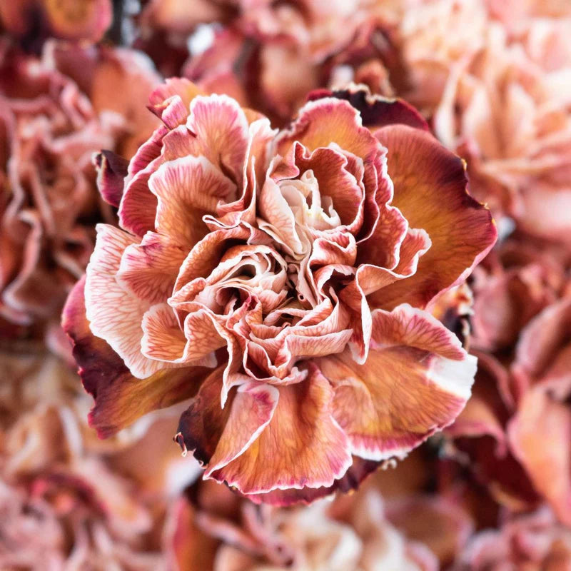 Brown White Carnation Flower Seeds for Planting – Heirloom, Non-GMO, High Germination Bicolor Fragrant Bloom Seeds