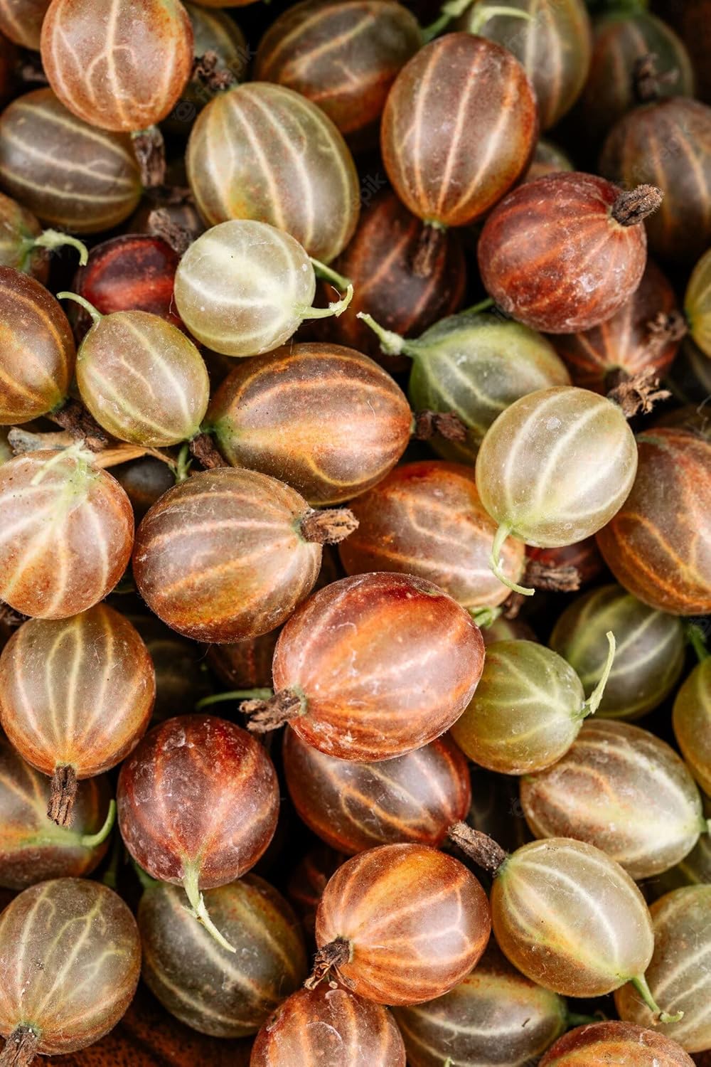 Brown Gooseberry Fruit Seeds for Planting