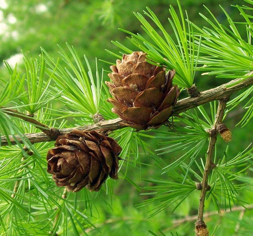 Brown Larix Decidua Plant Seeds
