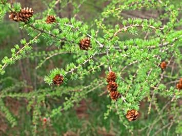 Brown Larix Decidua Plant Seeds