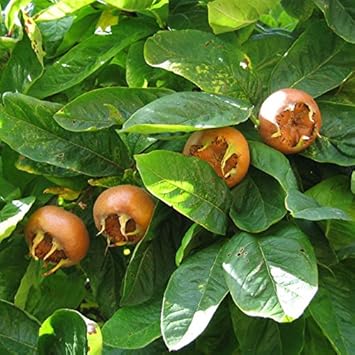 Brown Medlar (Mespilus germanica) Fruit Seeds