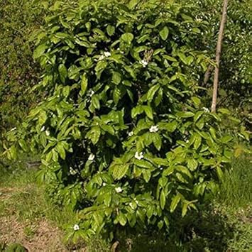 Brown Medlar (Mespilus germanica) Fruit Seeds
