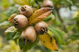 Brown Medlar (Mespilus germanica) Fruit Seeds