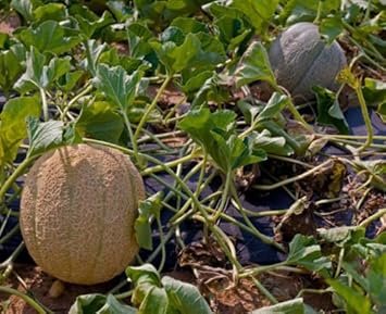Brown Muskmelon Fruit Seeds for Planting