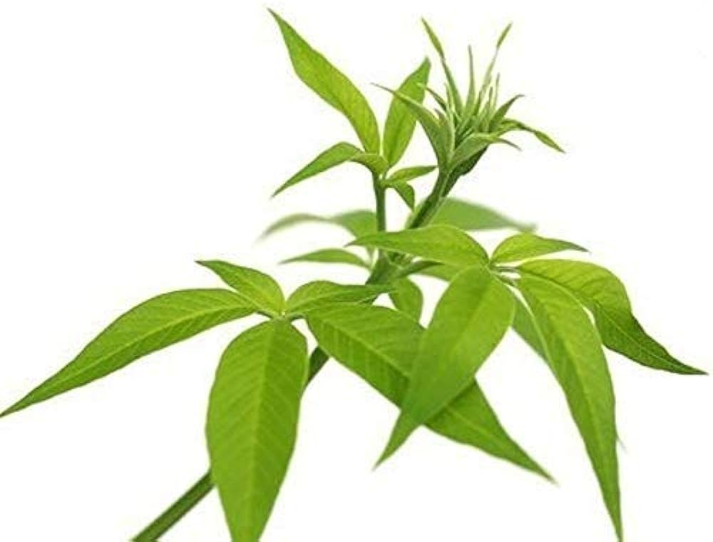 Brown Nirgundi Plant Seeds for Planting
