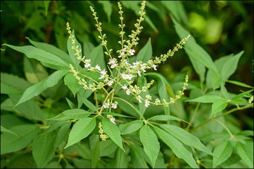 Brown Nirgundi Plant Seeds for Planting