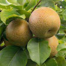 Brown Pyrus Pyrifolia Fruit Seeds for Planting