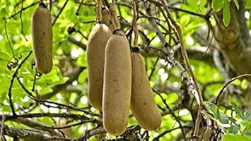 Brown Sausage Fruit Seeds