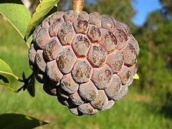 Brown Soursop Fruit Seeds for Planting