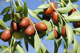 Brown Ziziphus Jujuba Fruit Seeds for Planting