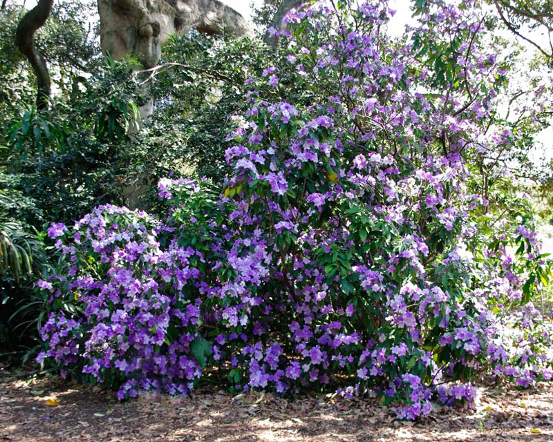 Lilla Brunfelsia Pauciflora blomsterfrø til plantning - 100 stk