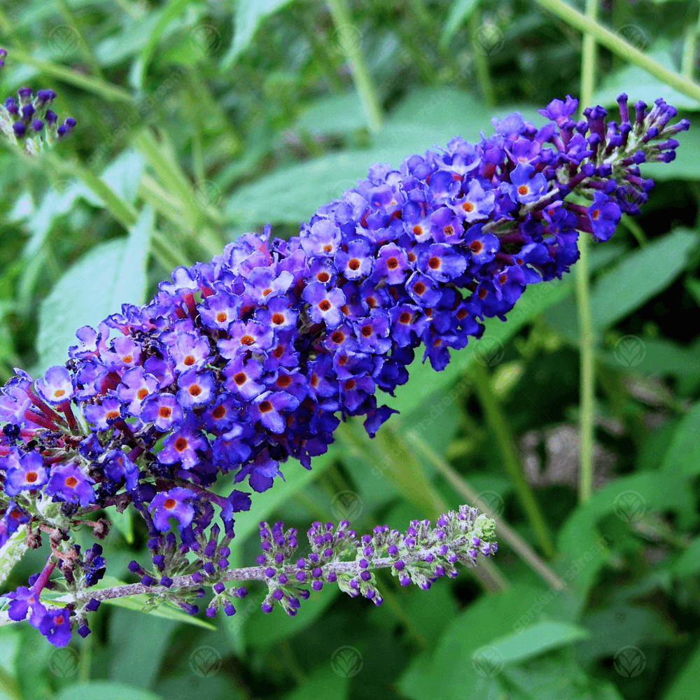 Empire Blue Buddleja Alternifolia Flower Seeds 100 pcs