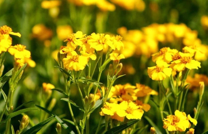 Heirloom Non-GMO Tagetes Lucida Flower Seeds for Planting – Fragrant &amp; Medicinal Organic Garden Seeds
