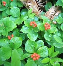 Bunchberry Fruit Seeds for Planting