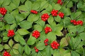 Bunchberry Fruit Seeds for Planting