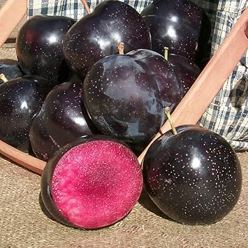 Burgundy Alubukhara (Plum) Fruit Seeds for Planting