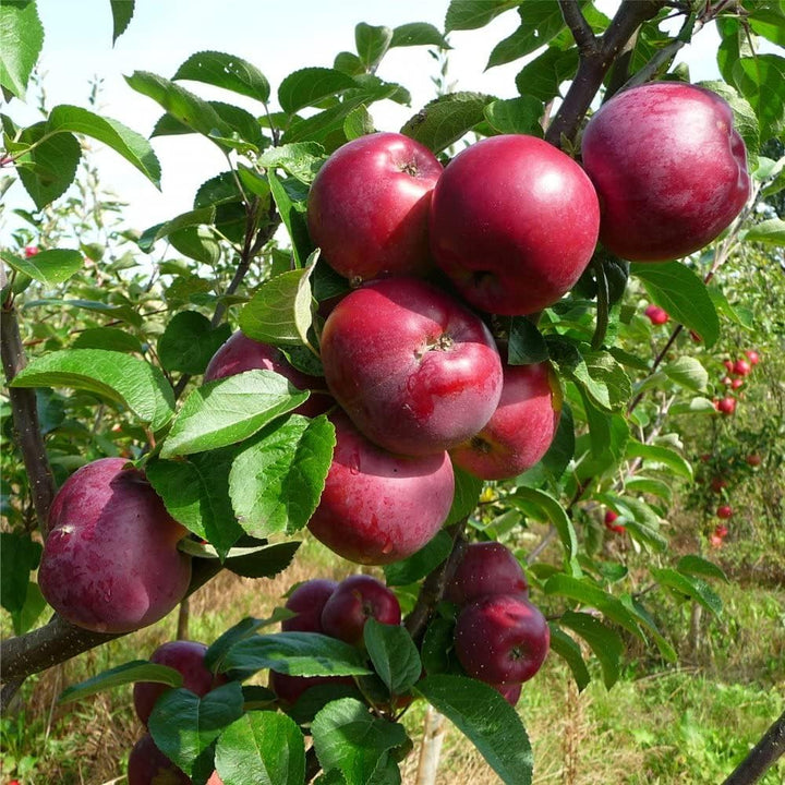 Burgundy Apple Fruit Seeds for Planting