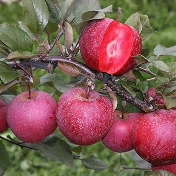 Burgundy Apple Fruit Seeds for Planting