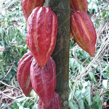 Burgundy Papaya Fruit Seeds for Planting